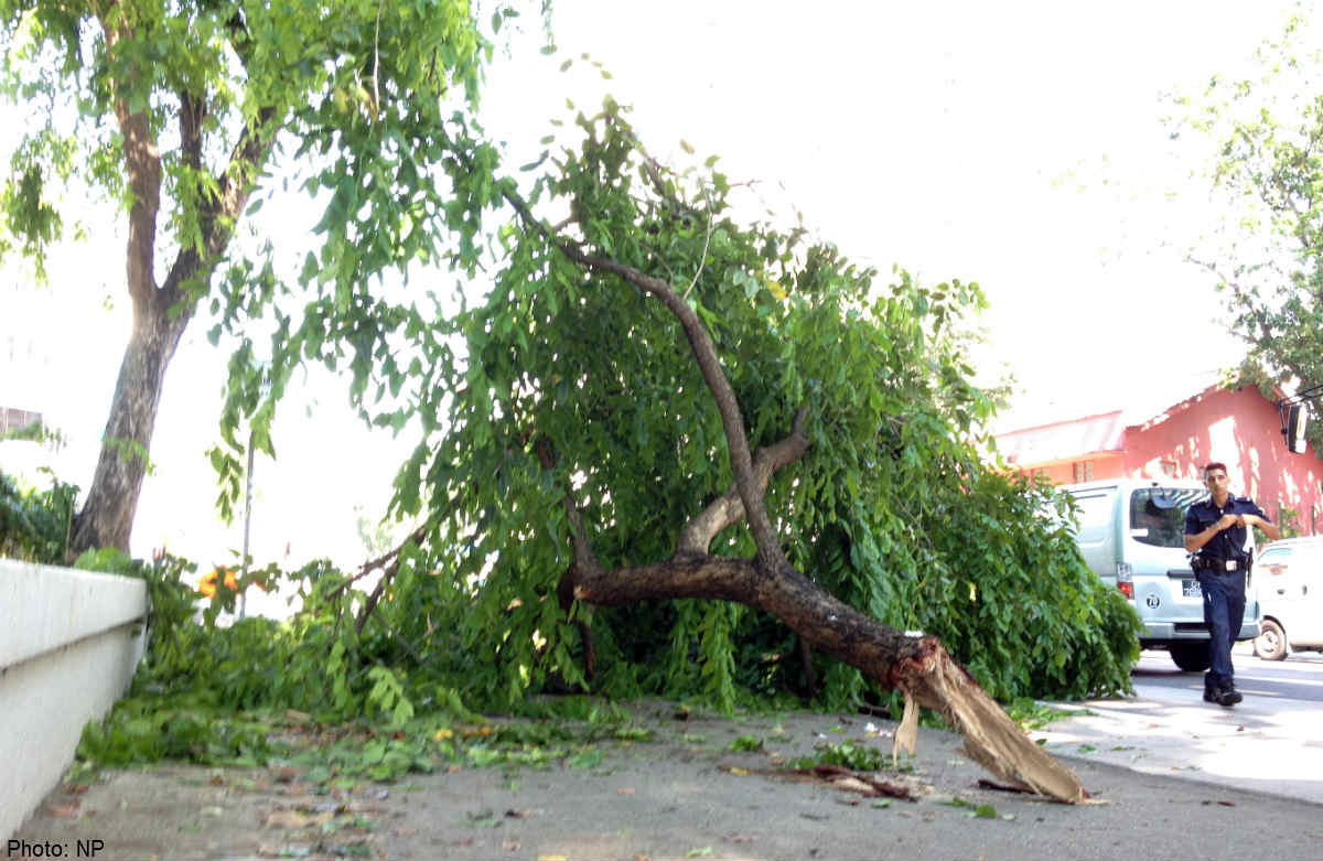 what-to-do-if-a-tree-or-branch-falls-on-your-property-fell